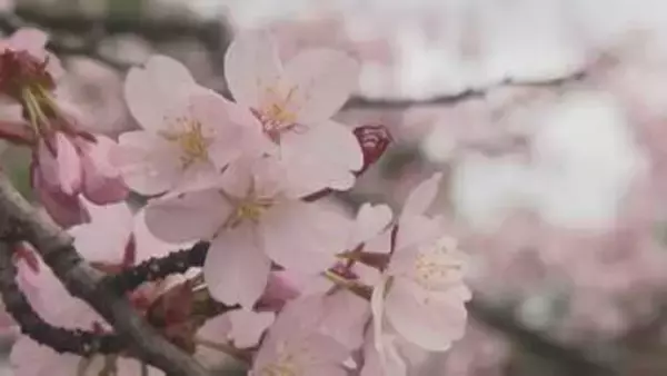 ”煙モクモク”はかつての春の風物詩　今年も札幌円山公園での花見の火気使用禁止　飲食や宴会は可能　期間中は仮設トイレ設置や警備員の巡回なども実施