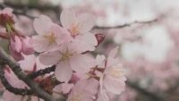 ”煙モクモク”はかつての春の風物詩　今年も札幌円山公園での花見の火気使用禁止　飲食や宴会は可能　期間中は仮設トイレ設置や警備員の巡回なども実施