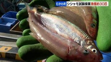漁獲約30匹…資源量減少で3年連続休漁のシシャモ漁、試験操業に町長「ゼロじゃないことを祈っていた、いい一歩では」北海道むかわ町