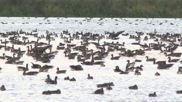 北海道美唄市の沼に「マガン」７万羽が飛来　世界有数の飛来地として知られる