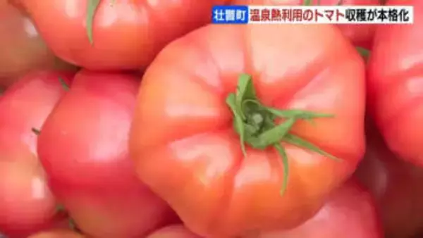 甘さや味が濃いのが特徴…オロフレトマトの収穫が本格化　真冬でも温泉熱利用してハウス栽培　北海道壮瞥町