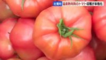 甘さや味が濃いのが特徴…オロフレトマトの収穫が本格化　真冬でも温泉熱利用してハウス栽培　北海道壮瞥町