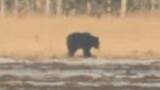 「【ヒグマ情報】冬眠から明けたか　北海道根室市でヒグマ1頭を目撃　駆除数は2000頭超で過去最多に」の画像1