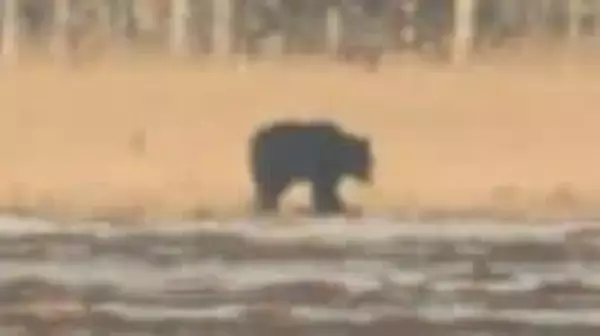 【ヒグマ情報】冬眠から明けたか　北海道根室市でヒグマ1頭を目撃　駆除数は2000頭超で過去最多に