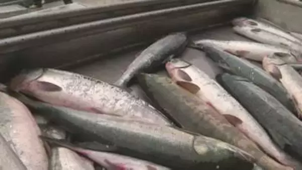 【秋サケ定置網漁解禁】北海道浦河港で初水揚げも量は昨年の半分…2026年来遊数は過去最低水準の懸念
