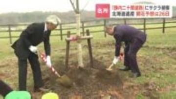 桜名所「静内二十間道路桜並木」で植樹　開花予想は4月26日　約7キロの道路の両側に2000本以上のエゾヤマザクラ
