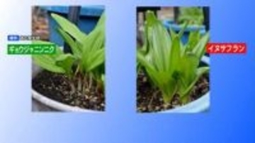 有毒植物「イヌサフラン」を誤食か　旭川の80代男性が自宅で死亡　調理品から有毒成分検出　ギョウジャニンニクと間違えた可能性