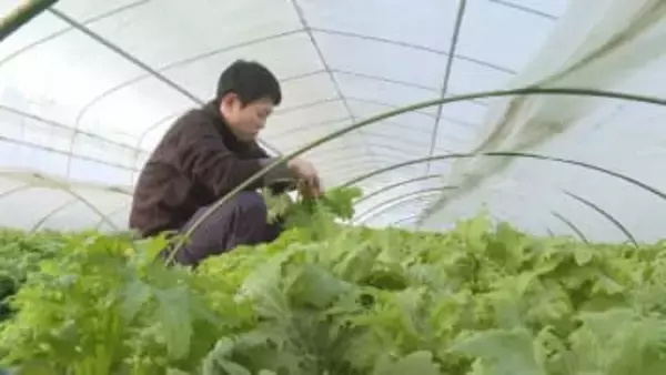 シャキシャキ食感が人気！わさび菜の収穫盛ん「しゃぶしゃぶにするのがおいしい」北海道伊達市・若松農園
