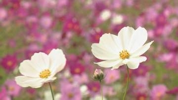 秋の訪れ告げる　1000万本のコスモスが見ごろ　日本最大級10ヘクタール　北海道遠軽町