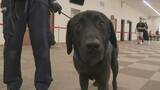 「麻薬探知犬「ボルト号」を投入《函館港》クルーズ船の寄港シーズン到来で…不正薬物や金の密輸警戒　《新千歳空港》3月までに入国した外国人の所持品などから11件の不正薬物事犯を摘発」の画像1