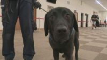 麻薬探知犬「ボルト号」を投入《函館港》クルーズ船の寄港シーズン到来で…不正薬物や金の密輸警戒　《新千歳空港》3月までに入国した外国人の所持品などから11件の不正薬物事犯を摘発