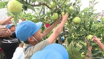 【実りの秋】ポテチ用ジャガイモの収穫が北海道帯広市で最盛期　札幌・豊平区のリンゴ並木では小学生がリンゴにシール貼り　なぜ？