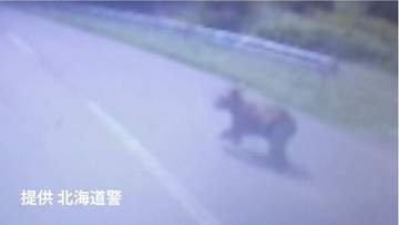 【ヒグマSOS】草むらから跳び出すクマがドラレコに…北海道歌志内市　隣の砂川市街地でも庭に子グマが