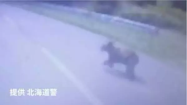 【ヒグマSOS】草むらから飛び出すクマがドラレコに…北海道歌志内市　隣の砂川市街地でも庭に子グマが