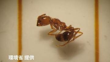 毒アリ発見　刺されると激痛や腫れ「アカカミアリ」北海道・石狩湾新港で約700匹　去年の苫小牧港に続いて道内2例目　環境省の駆除隊が出動