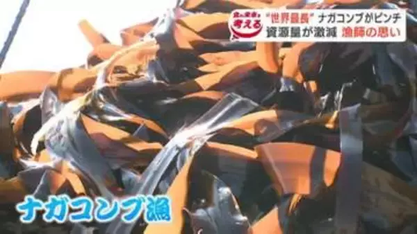 「昔は採りきれなかった」海水温上昇が原因か　北海道釧路市でナガコンブ漁解禁「採らないわけにはいかない」資源量激減と担い手不足に揺れる特産品の将来