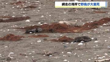 「鳥が100羽くらい死んでいるようだ」北海道網走市の海岸で野鳥が大量死　市などがカワウ約130羽を回収　北海道は鳥インフル感染可能性もあるとみて調査