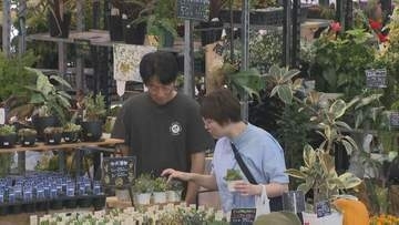 「値段が安くて最高」生活を彩る鉢花の即売会『北国の鉢花まつり』開催中　好みの花を鉢に寄せ集める「寄せ植え」も人気　札幌市白石区