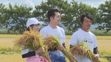 米価下落に揺れる生産現場「しっかり応援していく」鈴木直道知事がブランド米「ゆめぴりか」の稲刈り　道産米の消費拡大もアピール　北海道由仁町