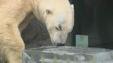 【旭山動物園】夏本番！動物たちに"氷の柱"をプレゼント　特製のハチミツ入り　ヒグマやニホンザルは氷に夢中