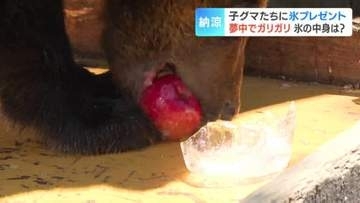 「氷中果物ガリガリタイム」子グマ8頭が氷の中の果物を食べようと悪戦苦闘「リンゴを食べて争っている様子がかわいかった」北海道登別市・のぼりべつクマ牧場
