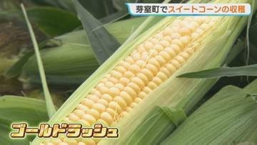特産スイートコーン「ゴールドラッシュ」の収穫が本格化　昼夜の寒暖差で強い甘みに　9月上旬まで出荷　北海道芽室町