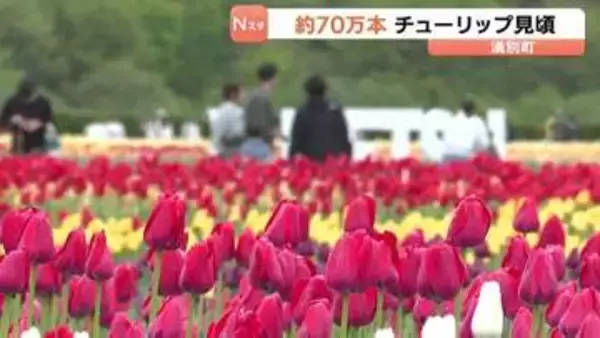 約70万本のチューリップ見ごろ　7haに色とりどり200品種「かみゆうべつチューリップ公園」フェア月末まで開催　北海道湧別町