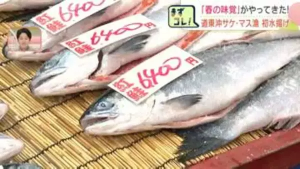 道東沖のサケ・マス漁が解禁『春の味覚』が店頭に並ぶ　初水揚げは「トキシラズ」と呼ばれるシロザケやベニザケなど約200kg　北海道根室市花咲港