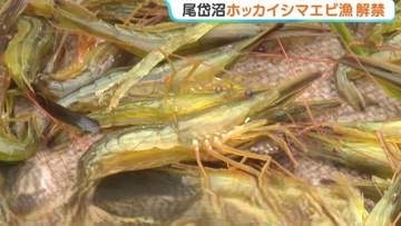 海を渡る白い帆　ホッカイシマエビの夏漁が解禁　北海道東部　尾岱沼で環境を守る伝統的な漁法「打瀬舟」