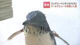 「29gから835gへ　一生懸命泳ぐ姿が愛くるしい！フェアリーペンギンのひな「プールデビュー」の一部始終」の画像1