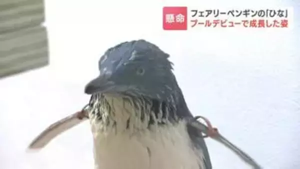 29gから835gへ　一生懸命泳ぐ姿が愛くるしい！フェアリーペンギンのひな「プールデビュー」の一部始終