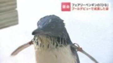 29gから835gへ　一生懸命泳ぐ姿が愛くるしい！フェアリーペンギンのひな「プールデビュー」の一部始終