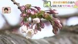 「【サクラ前線】ぽかぽか陽気でも…函館と札幌の"サクラ開花"は18日以降に持ち越し　子どもたち「あした桜が咲きますように」」の画像1