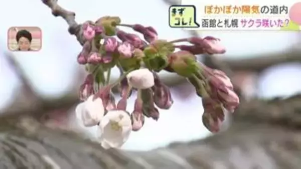 【サクラ前線】ぽかぽか陽気でも…函館と札幌の"サクラ開花"は18日以降に持ち越し　子どもたち「あした桜が咲きますように」