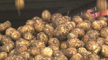 【病害虫リスク懸念】政府の生食用ジャガイモ輸入解禁手続に強い危機感　「生産基盤損なう」　断固反対の姿勢　JA北海道中央会