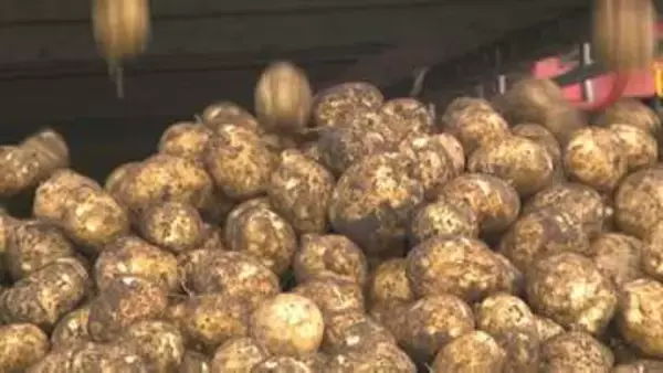 【病害虫リスク懸念】政府の生食用ジャガイモ輸入解禁手続に強い危機感　「生産基盤損なう」　断固反対の姿勢　JA北海道中央会
