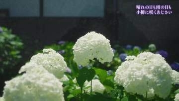 【カメラマンリポート】雨の日も晴れの日も美しい…小樽の海を望む絶景グラデーション　小樽貴賓館で600株のあじさいが見頃