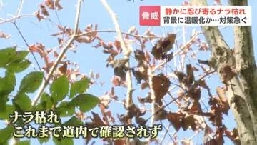 【ナラ枯れ】北海道で深刻化　初確認からわずか3年で被害急増…温暖化で北上する「カシナガ」とは　道産木材を守るための最前線の対策に密着