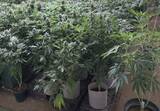 「【北海道 過去最大】末端価格1億円相当…大麻草1083株を栽培か 30歳の男2人逮捕 日高町の倉庫　　約1年間の内偵で摘発」の画像1