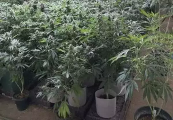 【北海道 過去最大】末端価格1億円相当…大麻草1083株を栽培か 30歳の男2人逮捕 日高町の倉庫　　約1年間の内偵で摘発