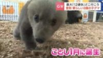 最大12連休どこへ？浦河町“オバケ桜”見ごろ、登別クマ牧場ではかわいい子グマ「今年こそは連休取るぞ」《最新渋滞予測》来月5日むかわ穂別～トマムで最大15㎞