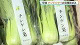 「「今年は雪解けが早く、生育が早い」北海道伊達市で特産のチンゲンサイの収穫盛ん　比較的温暖な気候を生かし、無暖房で栽培　11月まで出荷続く」の画像1