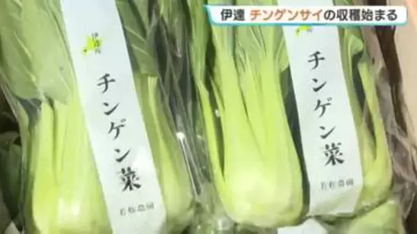 「今年は雪解けが早く、生育が早い」北海道伊達市で特産のチンゲンサイの収穫盛ん　比較的温暖な気候を生かし、無暖房で栽培　11月まで出荷続く