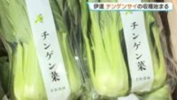 「今年は雪解けが早く、生育が早い」北海道伊達市で特産のチンゲンサイの収穫盛ん　比較的温暖な気候を生かし、無暖房で栽培　11月まで出荷続く