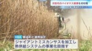 脱炭素の切り札に…期待の植物「ジャイアントミスカンサス」を初収穫　鹿追町とIT企業が新たな熱供給システム目指す