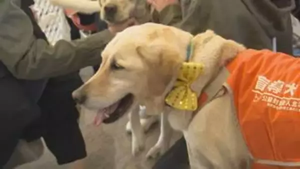 北海道盲導犬協会「ガイドドッグオープンデー」体験歩行やデモンストレーションほか、犬と触れ合うコーナーなど　一般開放イベント25日午後3時まで