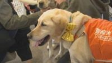 北海道盲導犬協会「ガイドドッグオープンデー」体験歩行やデモンストレーションほか、犬と触れ合うコーナーなど　一般開放イベント25日午後3時まで