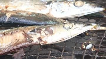 「めちゃくちゃ得した気分」炭火で焼いた根室直送のサンマを無料で堪能 札幌・羊ヶ丘展望台で秋の味覚イベント 9月23日まで