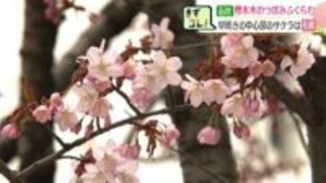 「春がスタートした！」札幌の早咲きサクラの状況は？函館にも春の足音近づく【開花予想日】札幌18日・函館17日