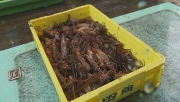 【スルメイカ初競り】“令和最高値”1キロ1万2000円　水揚げ量は前年比3分の1の深刻な不漁　函館朝市では「とれたての味」楽しむ観光客も